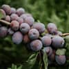 Awesome Grape