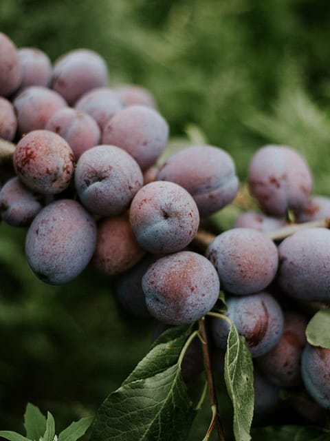 Closeup shot of plums on the branch with a blurred natural background